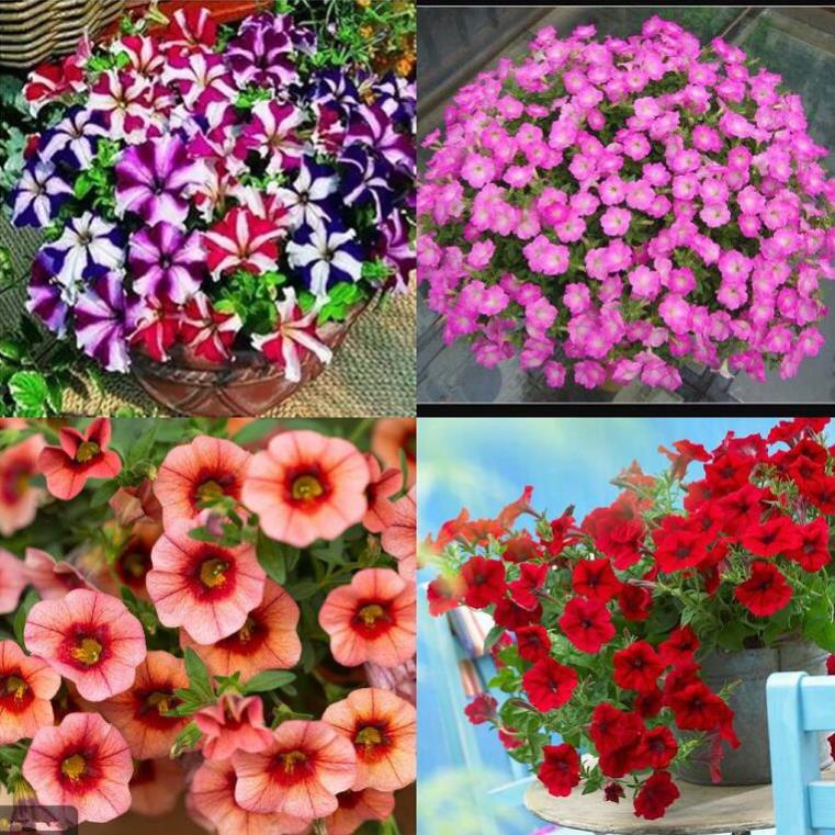300 hạt giống hoa dạ yên thảo trộn nhiều mầu dễ trồng