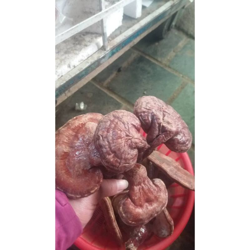 1kg nấm linh chi đỏ