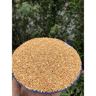 Hạt Kê vàng lớn dành cho vẹt nhỏ, yến hot, finch , yến phụng, lovebird 1kg