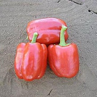 hạt giống ớt chuông đỏ 30 hạt