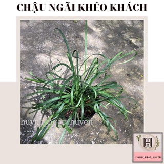 Chậu ngãi kéo khách
