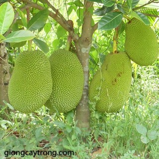 CÂY GIỐNG MÍT VIÊN LINH( GIỐNG GHÉP CHO TRÁI SIÊU SỚM)