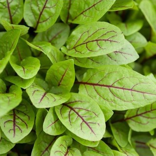 Hạt giống rau dền tía 10g