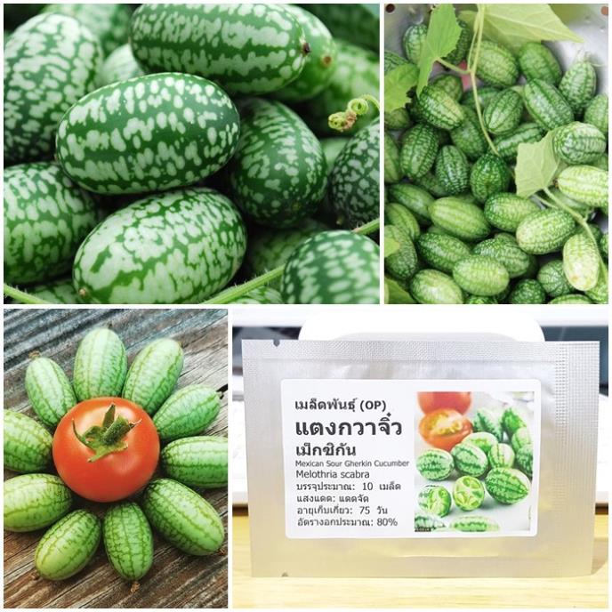 Hạt giống dưa chuột Mexico 10 hạt