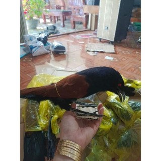 bìm bịp giả