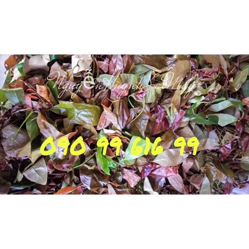 RAU BÉP ( NHÍP ) 1kg hái rừng mỗi ngày, sạch, mọc tự nhiên. Đặt hái từ 2kg