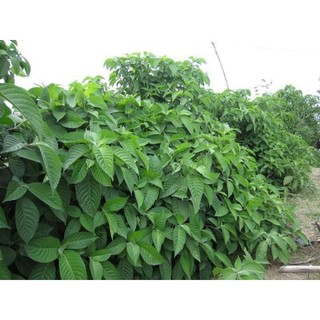 Cây chè khổng lồ chăn nuôi ( Đơn 10 cây giống)