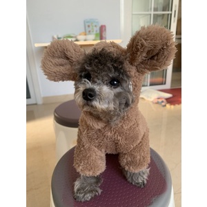 Áo hoodie lông cho chó mèo có mũ hình gấu