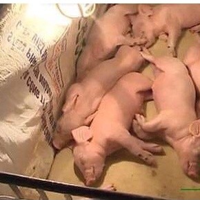 Thảm Dạ Nỉ Úm Heo Con - Thảm Dạ Giữ Ấm Cho Lợn Chó Mèo 1m x 0,5m - 1 Tấm