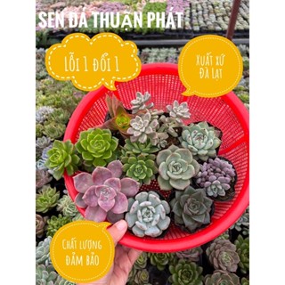 [CÓ GIÁ SỈ] combo 10 sen đá size bầu 4-4.5cm lựa chọn ngẫu nhiên 10 loại khác nhau