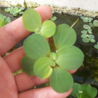 10 bèo hoa  (bèo tai tượng)