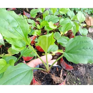 CÂY GIỐNG  MÃ ĐỀ