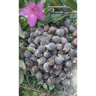 Cây Sim Tím Rừng Siêu Quả, Hương Vị Tự Nhiên, Tốt Cho Sức Khỏe Và Dễ Trồng, Phù Hợp Nhiều Vùng Miền