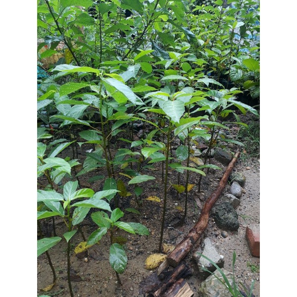 Cây giống sung nếp siêu quả