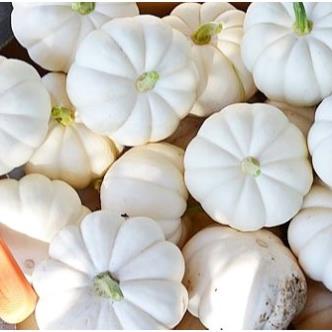 Hạt giống Bí ngô Casperita F1 ba lan 5 hạt