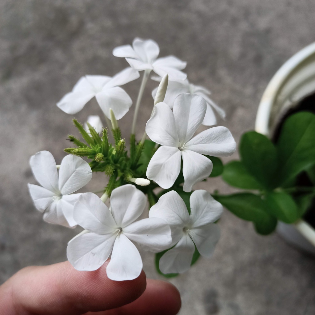 Chậu cây hoa bạch xà, đuôi công hoa trắng, white plumbago