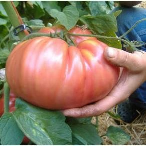 Hạt giống cà chua hồng bỉ khổng lồ 30 hạt