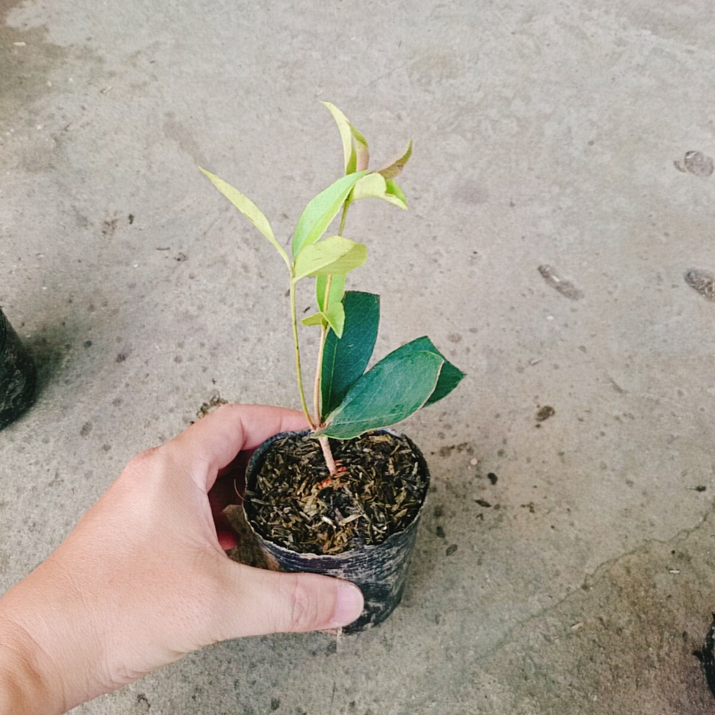 Cây mộc hương ta - cho hoa thơm say đăm lòng người