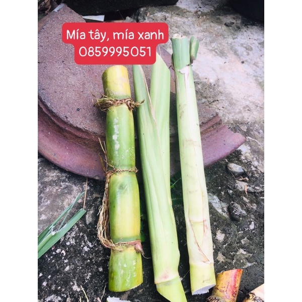Mía tây giống 3 đoạn