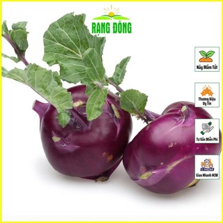 Hạt giống Su Hào Tím Trồng Quanh Năm