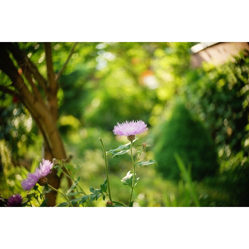 Ống kính máy quay Meoptar 20/1.8, 40/1.8, 80/2.8