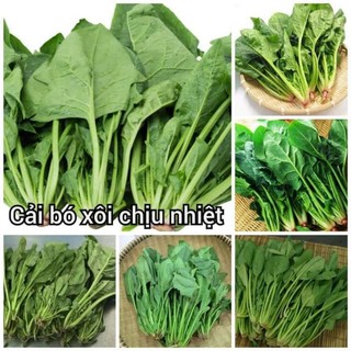 10 gam hạt giống cải bó xôi f1 chịu nhiệt 💥SALE LỚN💥 chất lượng cao