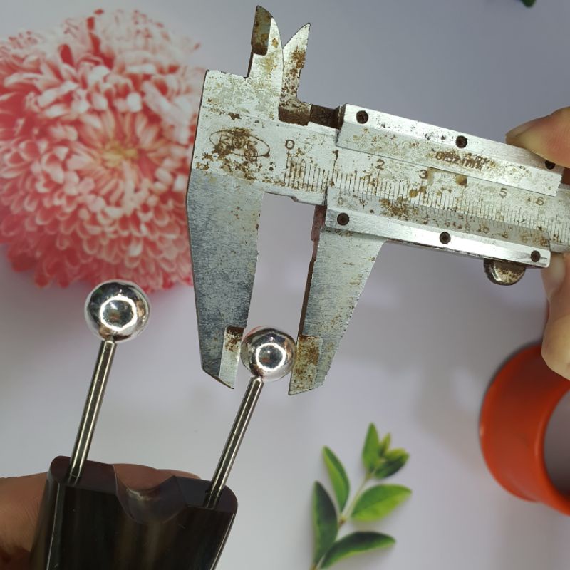 (HOT) Bọ cạp sừng đôi lớn đầu bạc ta nguyên chất 12 li