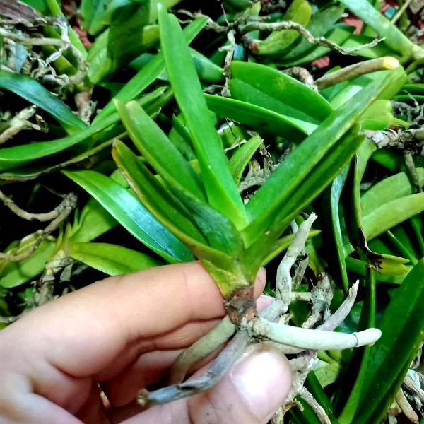 29.09 Combo 5 cây giống lan Hoàng nhạn