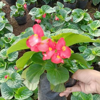 Cây hoa Thu hải đường bịch đen