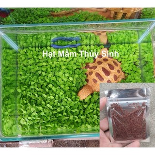 Hạt giống, hạt mầm thủy sinh: Cỏ ngọc trai lá lớn
