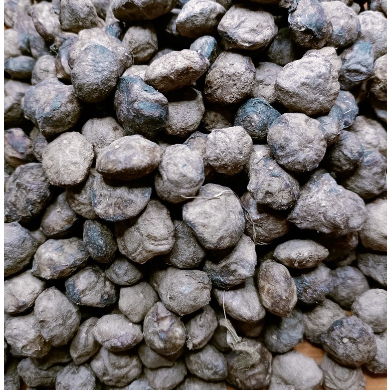 200 gram hạt giống sấu