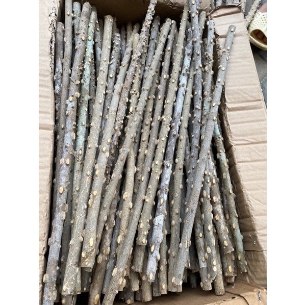 cầu gạo mi choè mào