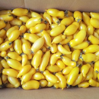Hạt giống cà chua chuối vàng 30 hạt