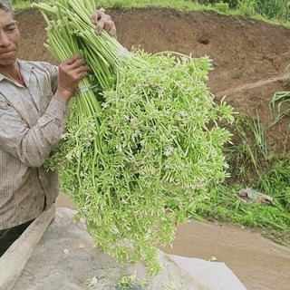 cây đu đủ đực, cây đu đủ, đu đủ giống