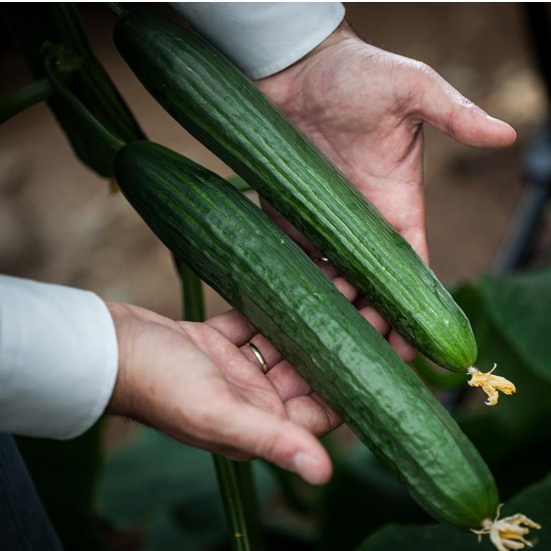 Hạt giống dưa leo Unagi F1 nhật bản siêu trái