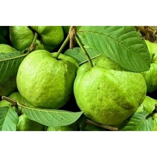 Ổi Giống Nữ Hoàng (5 thánh cho trái)
