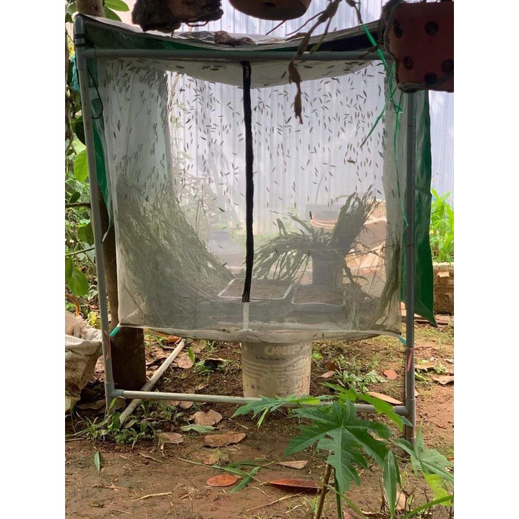 Lưới nuôi châu chấu , ruồi lính đen. 1x1x1m. Lưới Thái xanh 1mm