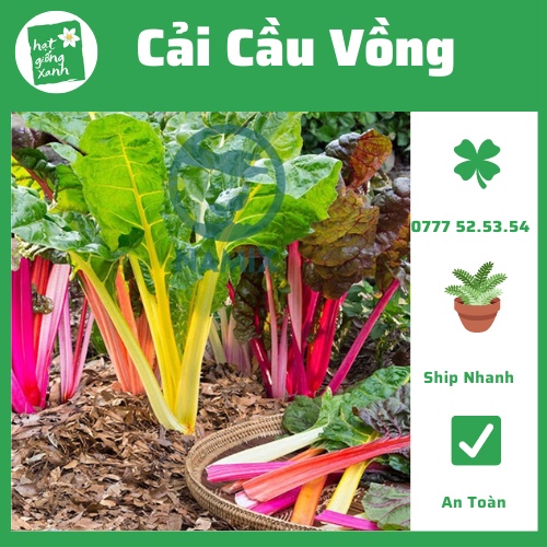 Cải Cầu Vồng (10g)