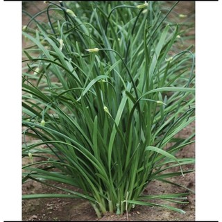 cây hẹ giống :củ hẹ