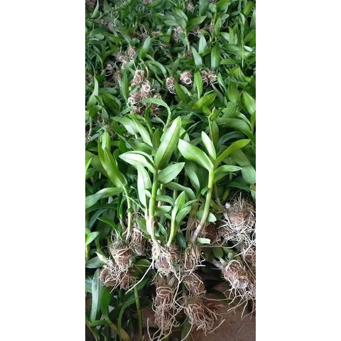 SẴN SLL LAN DENRO CỰC ĐẸP