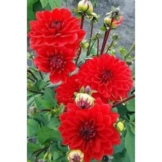 Hạt giống Hoa Thược Dược(1 gói tặng kèm phân bón)
