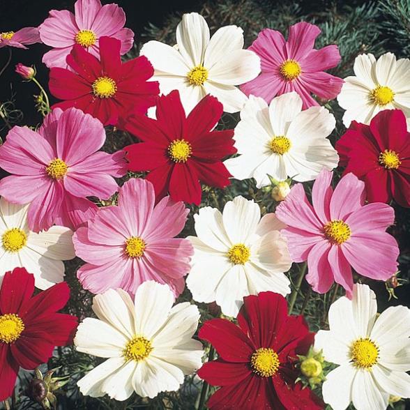 hạt giống hoa sao nháy nhiều mầu 50 hạt