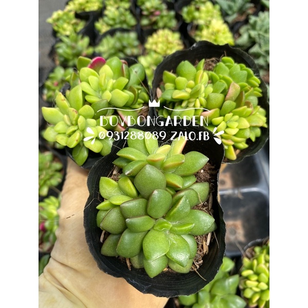 Cây sen đá hồng sao, ba màu râu 🌵 ⚡  ❤