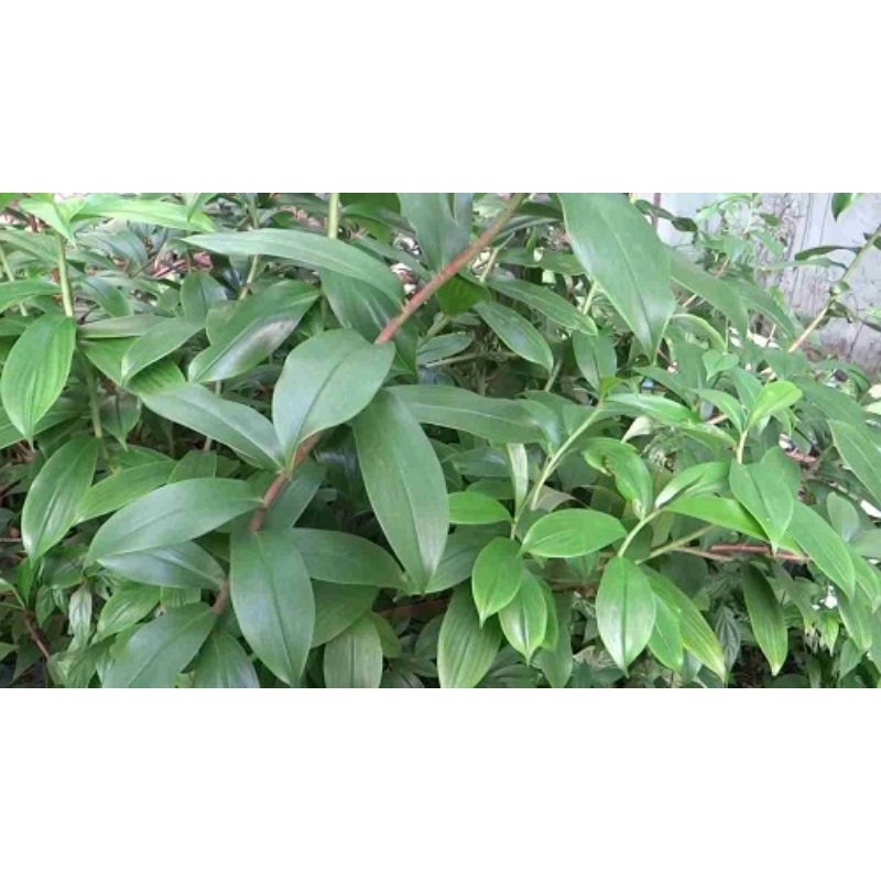 1kg củ mía dò