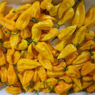 hạt ớt Fatalii yellow ( Fatalii yellow pepper)