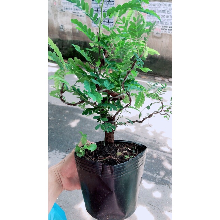Cây Me Bonsai