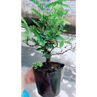 Cây Me Bonsai
