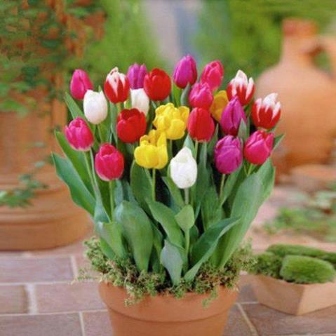 100 hạt giống hoa tulip trộn nhiều mầu