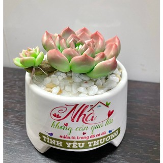 Sen đá đất sét chậu sứ có nhánh con
