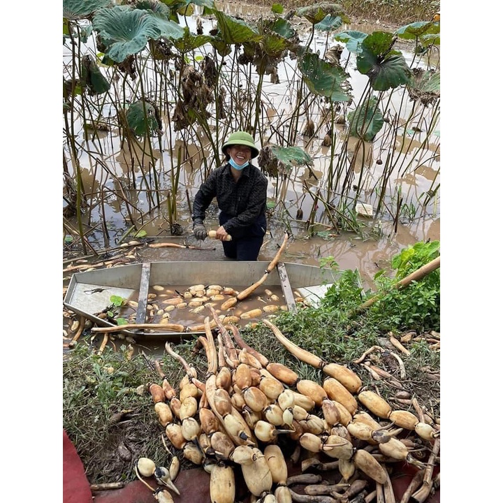 TINH BỘT CỦ SEN NGON